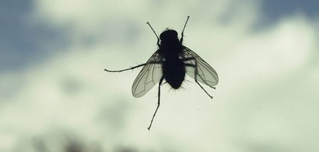 Eine dicke Fliege ist durchs Fenster hereingeflogen. Sie landete... Eine dicke Fliege ist durchs Fenster hereingeflogen. Sie landete...