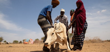 Geschwächt von der Dürre: Dorfbewohner versuchen, einer Kuh in d...