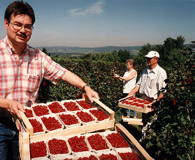 Auch hiesige Johannisbeeren weisen oft extrem hohe Pestizidbelas... Auch hiesige Johannisbeeren weisen oft extrem hohe Pestizidbelas...