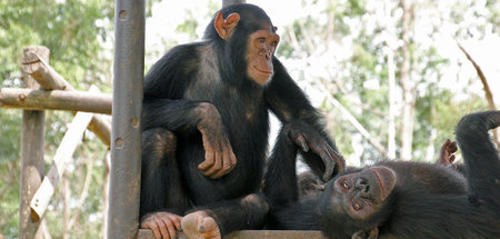 Motambo macht eine Pause bei einer benachbarten Schimpansengrupp...