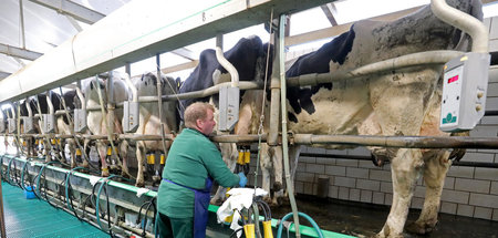 Melkgeschirr: Hartes Geschäft, Dauereinsatz für Mensch und Tier ...