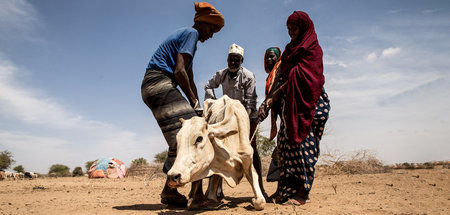 Extreme Dürre in Somalia: Millionen Menschen droht eine Hungerka...