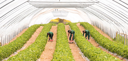 Sollen deutlich erweitert werden: Nutzflächen für biologisch ang...