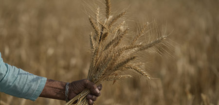 Weizenernte in Indien