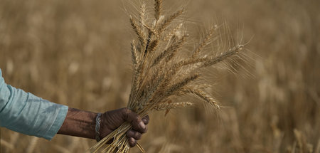 Wird immer knapper, Weizen in zahlreichen Regionen des globalen ...