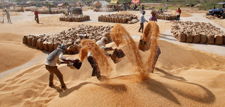 Mangelware: Weizenmarkt in Chandigarh, Indien