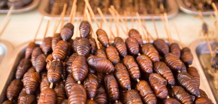 Gebratene Seidenraupen am Spieß – für manche eine Delikatesse, f...