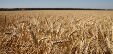 Es geht besonders um Weizen: Derzeit fallen die Exporte von vier...