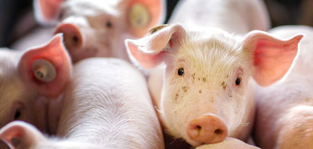 Bleiben lebendige Ware: Ferkel dicht an dicht in der Box einer S...