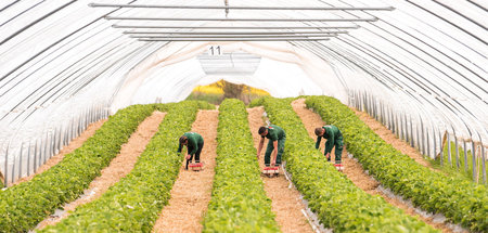 Plantagenbesitzer wollen ihnen am liebsten die Mindestlohnerhöhu... Plantagenbesitzer wollen ihnen am liebsten die Mindestlohnerhöhu...