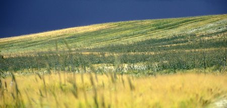 Brachflächen für den Lebensmittelanbau: Einsatz von Pestizid- un...