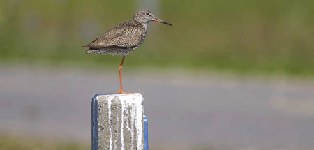 Ein Rotschenkel, gut geschützt im Nationalpark Wattenmeer – »Uns...