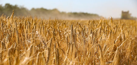 Fast die Hälfte aller afrikanischen Länder ist abhängig von Weiz...