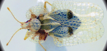 Beispiel für die Schönheit der bedrohten Tierwelt: »Insektenkill...