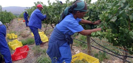 Arbeiterinnen und Arbeiter in einem Weinberg in Südafrika