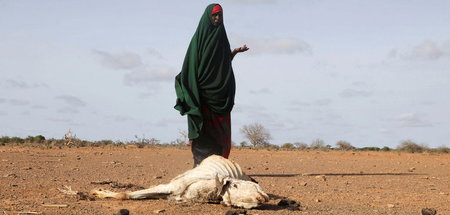 Erst sterben die Tiere, dann die Menschen. Somalia ist eines der...