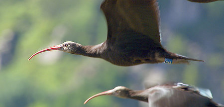 Junge Waldrappen aus einem Wiederansiedlungsprojekt lernen flieg...