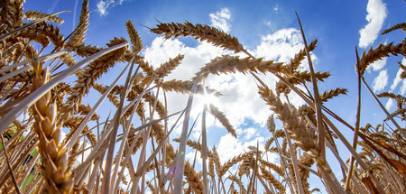 Streitpunkt Weizen: Sowohl Russland als auch die Ukraine geben v