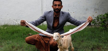 2022-07-08T1141RTRMADP_3_PAKISTAN-GOAT.JPG
