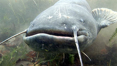 Auf den Spuren von Europas größtem Süßwasserfisch: »Monster im B...