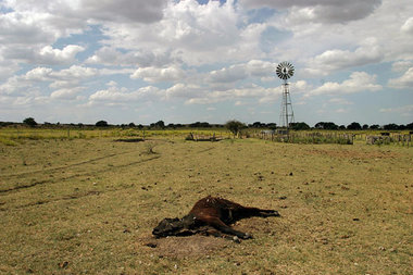 Da wächst kein Gras mehr – ausbleibender Regen hat in Argentinie...