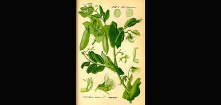 Erbse (Pisum sativum), Illustration