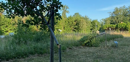 Zerstörte Gedenkbäume an der Blutstraße in Buchenwald