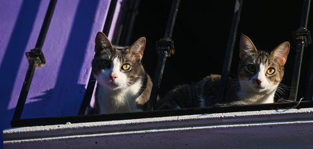 Coole Katzen: Wenn wir miauen, gucken sie nicht mal komisch