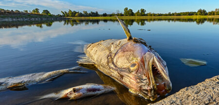 »Katastrophengebiet«: Oderufer bei Genschmar in Brandenburg