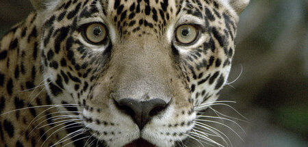 Der Jaguar gilt als der König des Dschungels: »Guyana«