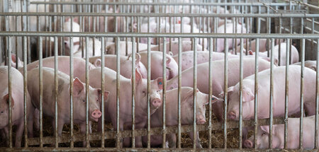 Schweine in der Bucht ihres Tierwohlgefängnisses Schweine in der Bucht ihres Tierwohlgefängnisses