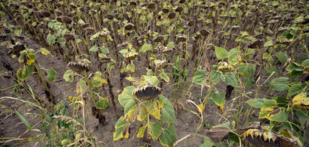 Verwelkte Sonnenblumen auf einem Feld in der Nähe des Dorfes Con...