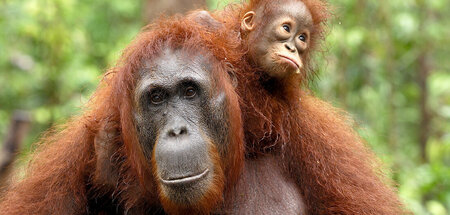 Viele leben auf Sumatra und Borneo: Ein Orang-Utan mit Jungem au...