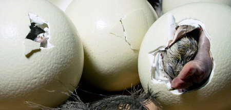 Süüüß! Ein schlüpfendes Straußenküken: »Das Ei«