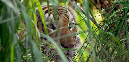 Der Tiger ist der unumstrittene König in Thailands Urwäldern Der Tiger ist der unumstrittene König in Thailands Urwäldern
