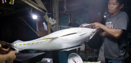 Gelbflossenthun auf dem Markt: »Robinson, der philippinische Fis...