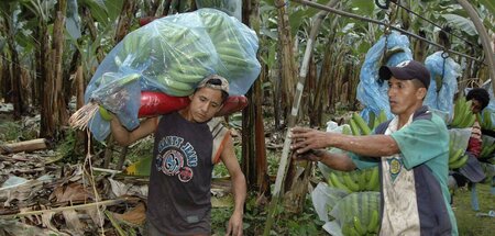 Arbeiter ernten Stauden auf einer Plantage in Machala (18.11.200...