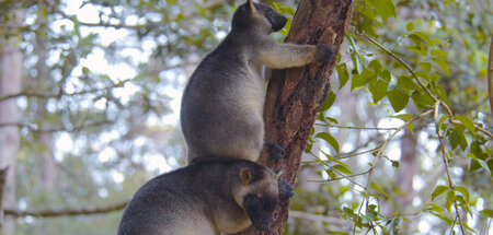 Ein Leben in luftiger Höhe: Baumkänguruhs