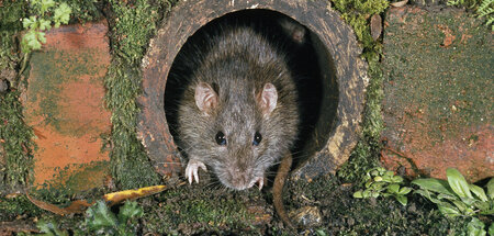 imago0093727478h.jpg