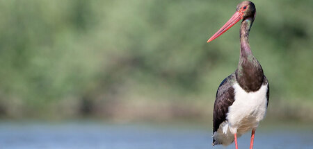 Schwarzstorch am Río Tiétar in der »Extremadura«