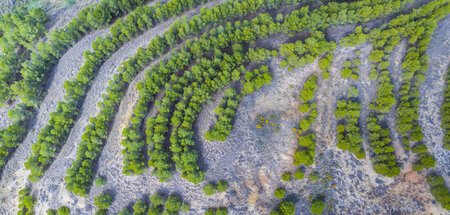 Gezielte Aufforstung gilt als vergleichsweise verantwortungsvoll...
