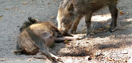 Tödlicher Virus: Schwarzwild verendet auch in hiesigen Wäldern –...
