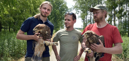 Von Wilderern bedroht: »Kaiseradler in Gefahr« Von Wilderern bedroht: »Kaiseradler in Gefahr«