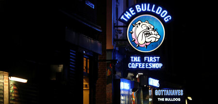 Nicht mal entfernt verwandt: Eine Bulldogge ist kein Bulle (Aufn... Nicht mal entfernt verwandt: Eine Bulldogge ist kein Bulle (Aufn...