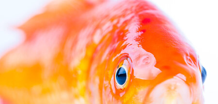 Wartet seit 500 Jahren auf die Erfüllung des bürgerlichen Glücks...