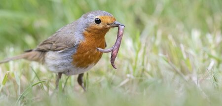 Dazu jetzt ’nen Bommerlunder: Auf der Jagd nach atonalen Ohrwürm...