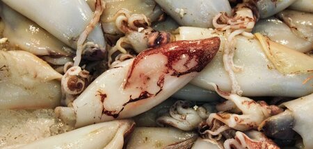 »Er trug einen Plastiksack voller Tintenfische bei sich und beri...