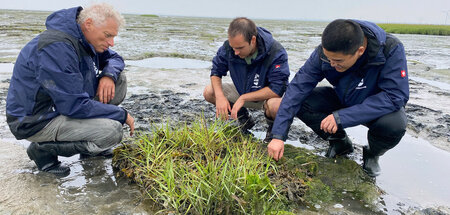 Schlickgras als Wellenbrecher: »Wenn der Meeresspiegel steigt«