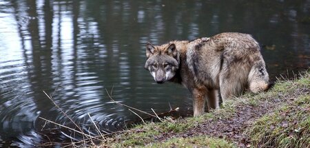 In voller Pracht: Europäischer Grauwolf auf einem seiner Streifz... In voller Pracht: Europäischer Grauwolf auf einem seiner Streifz...