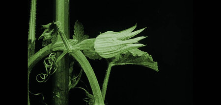 Max Reichmann: »Das Blumenwunder« (Filmstill, 1926)